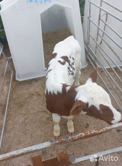 Бычки на откорм