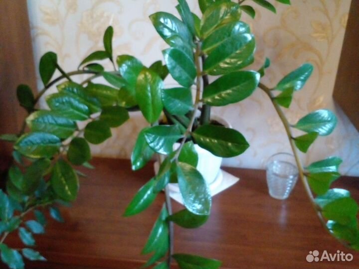Фикусы.Зомиокулькасы и драцены