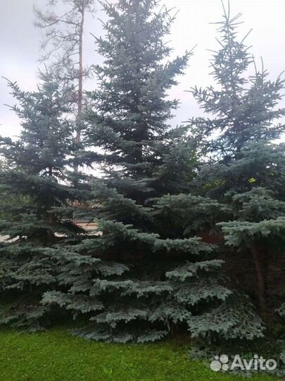 Теньшанская ель 6,5метров