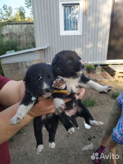 Щенки в добрые руки даром