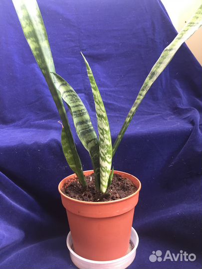 Растение Сансевьера