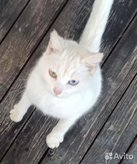 Котята