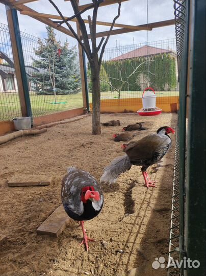 Серебряный фазан инкубационное яйцо