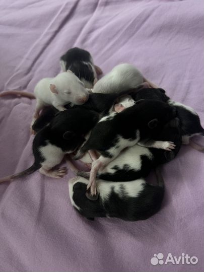 Крысята дамбо