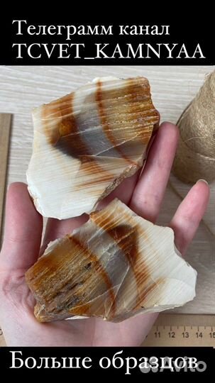 Окаменелости аммониты