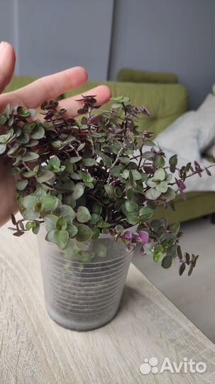 Каллизия ползучая