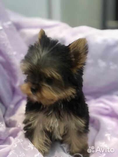 Йоркширский терьер