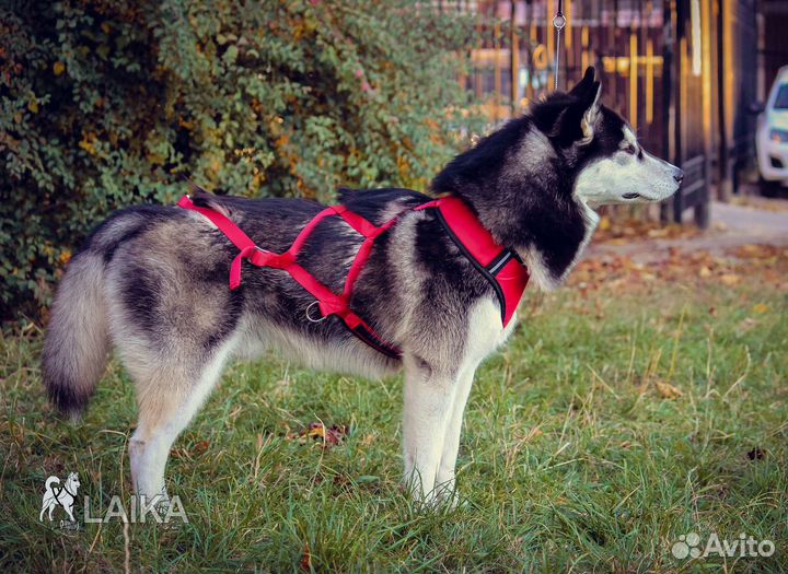 Шлейка для собаки