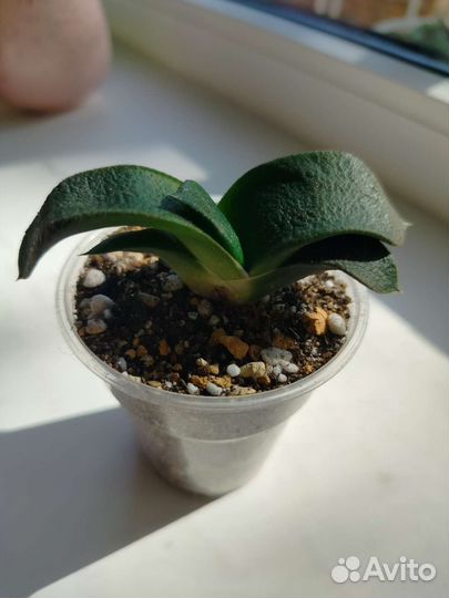 Кактусы и суккуленты