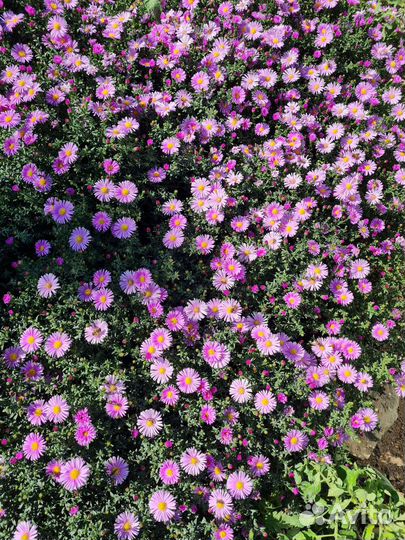 Сентябрины цветы