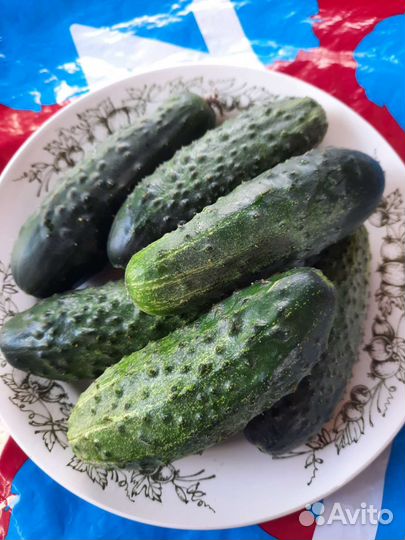 Огурцы