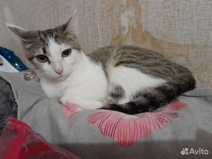 Кошечка в добрые руки