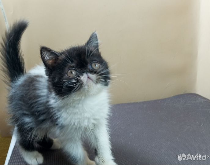 Котик Экзот в любимцы