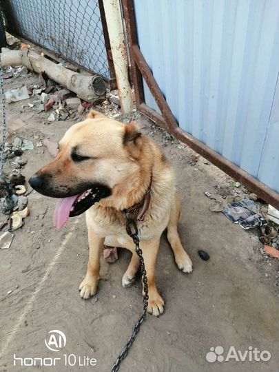 Гурдбасар кобель вязка