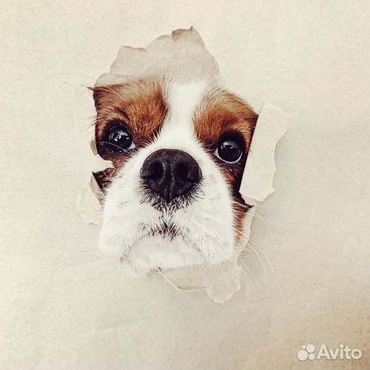 Кавалер кинг чарльз спаниель