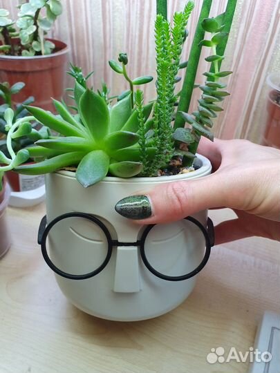 Садик из суккулентов в интерьер