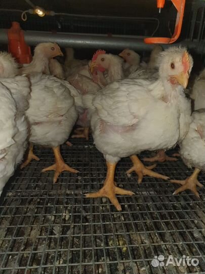 Бройлеры Кобб 500/700 и Росс 308 Желтоногие