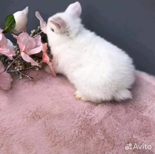 Самый Большой Выбор Кроликов в Питомнике Привитые