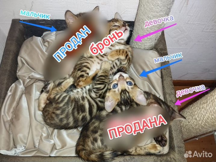 Бенгальский котёнок