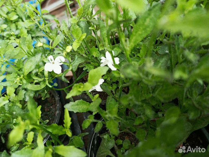 Рассада однолетних цветов