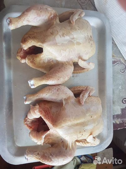 Куры бройлеры мясо