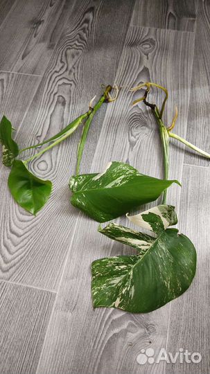 Монстера вариегатная альба