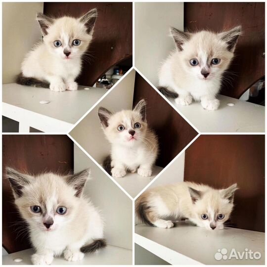 Котёнок-мальчик,2 месяца
