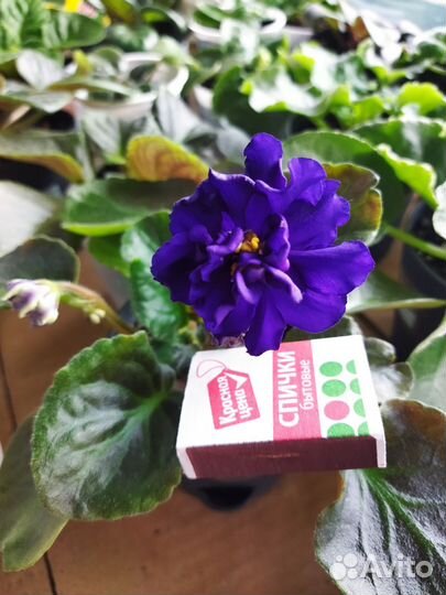 Фиалка махровая