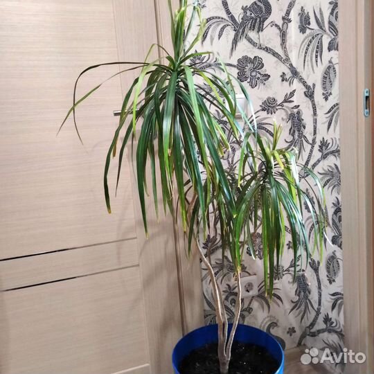 Пальма драцена