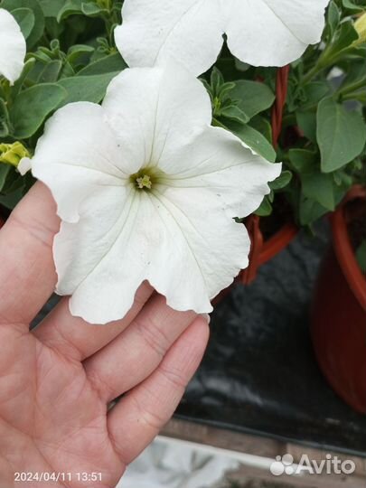 Ампельная и каскадная петуния