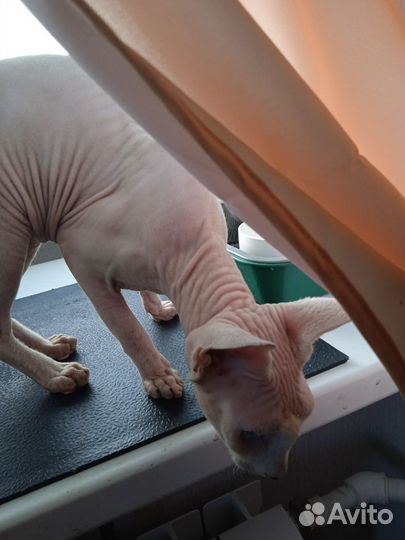 Канадский сфинкс