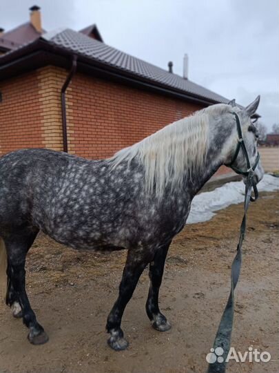 Жеребец орловский рысак. Старотипная орловка
