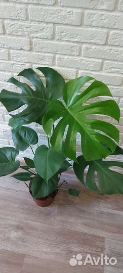 Нолина,мединилла, монстера