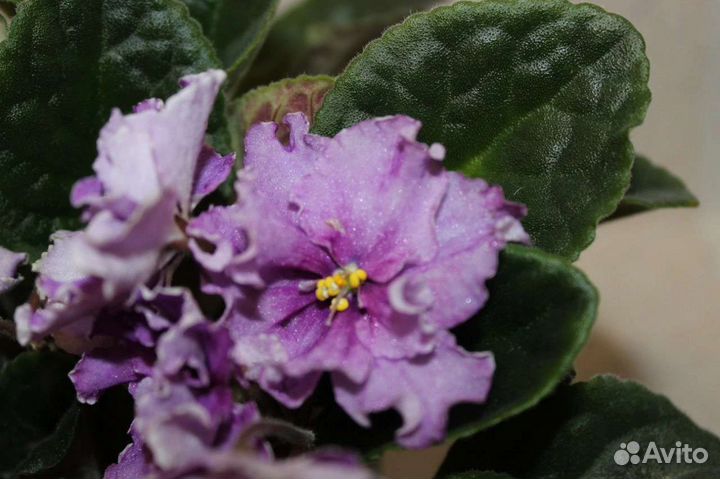 Фиалка в горшках