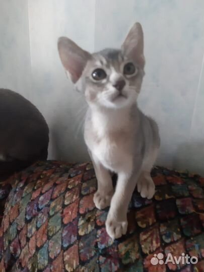 Абиссинские котята