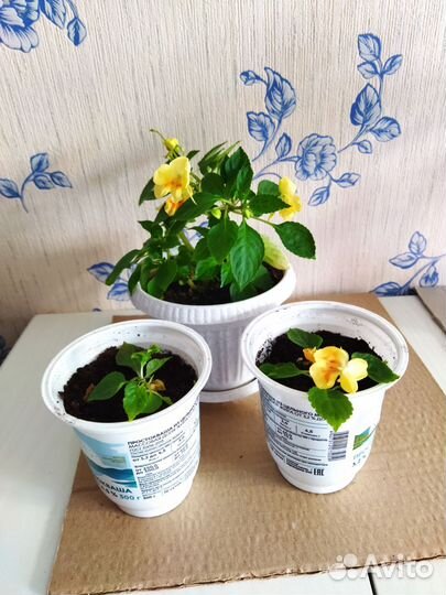 Бальзамин орхидейный желтый