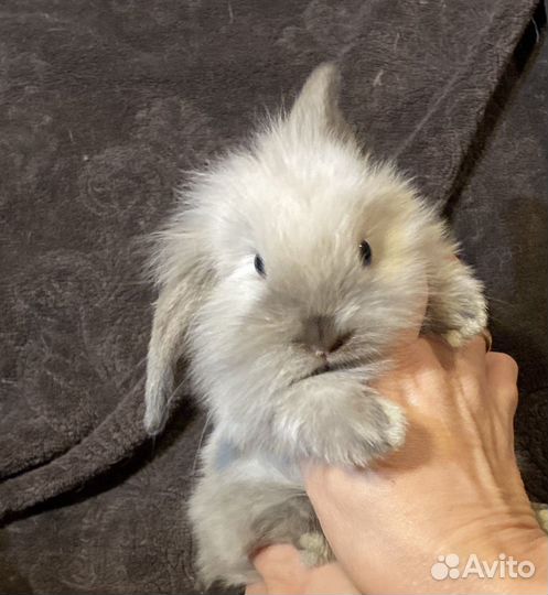 Вислоухие декоративные малыши