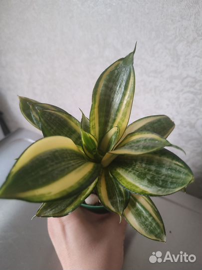 Сансевиерия голден ханни