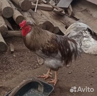 Петухи молодые. Годовалые