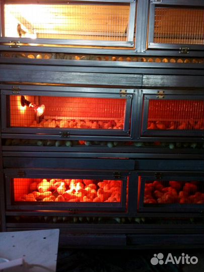 Супер бройлер