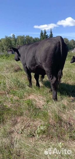 Быки на племя