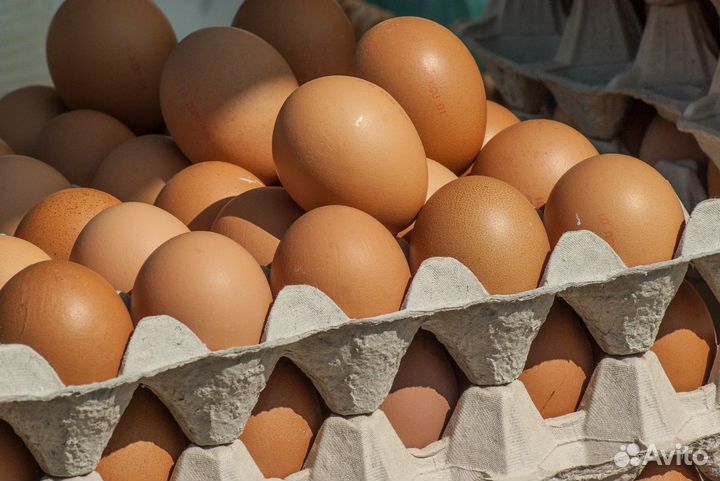 Яйцо куриное крупным оптом