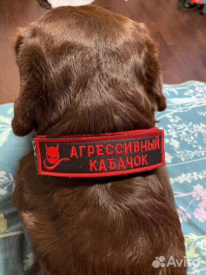 Ошейники и поводки для собак на заказ