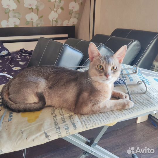 Абиссинский кот вязка