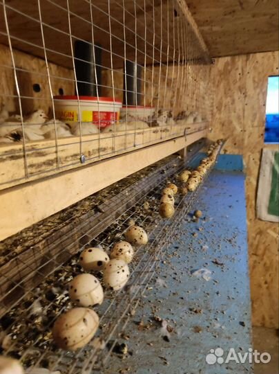 Яйца перепелиные