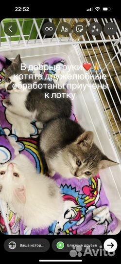 Котята в добрые руки