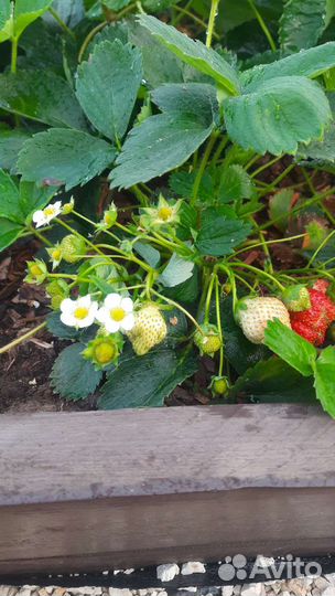 Клубника ремонтантная Виктория