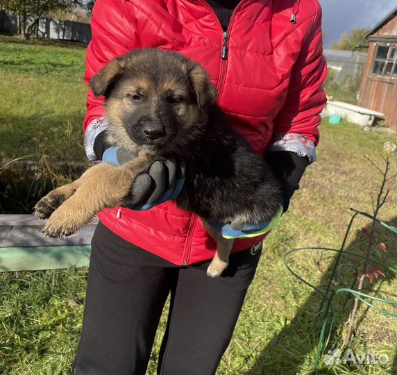 Немецкая овчарка