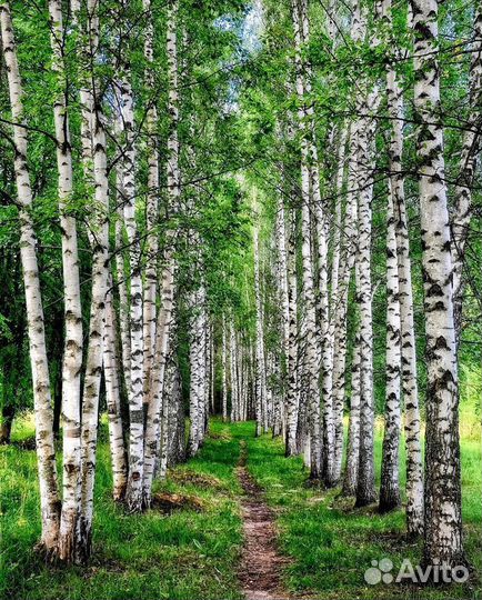 Берёза саженцы