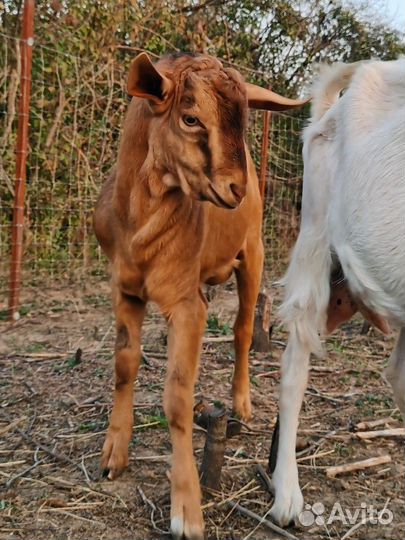 Козы и козлы